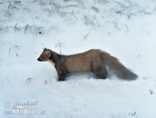 Pine Marten (Martes martes)