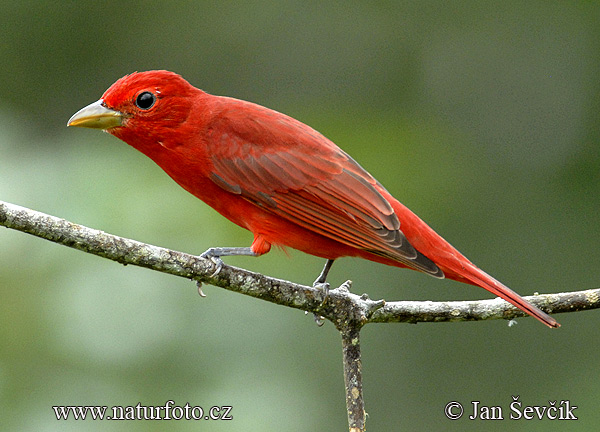 Piranga roja