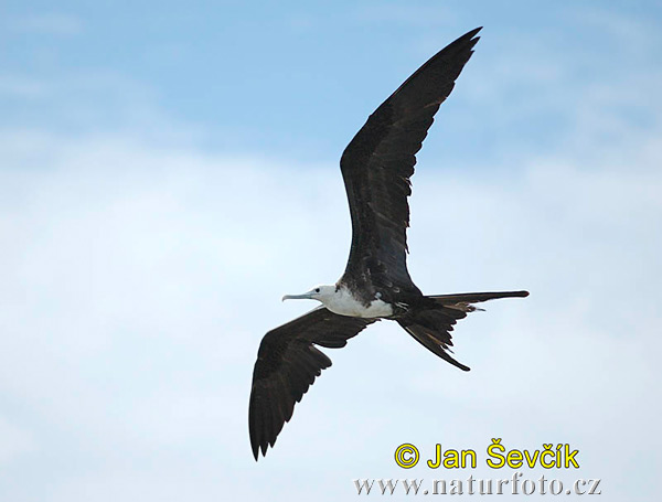 Prachtfregattvogel