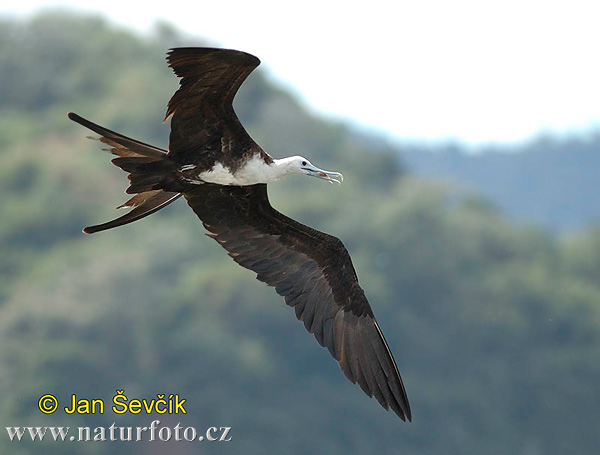 Prachtfregattvogel