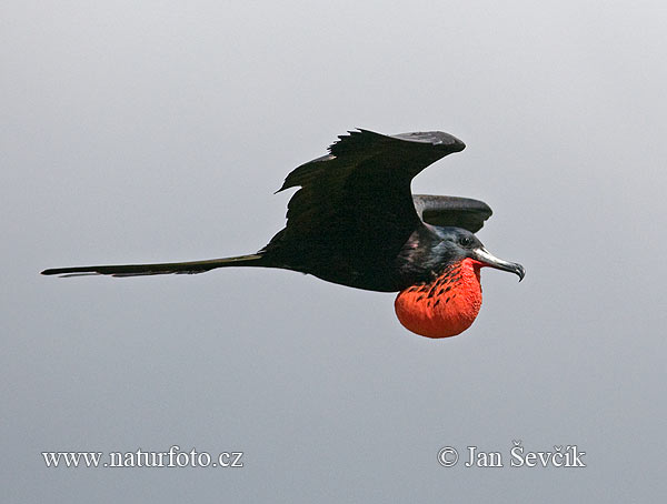 Prachtfregattvogel