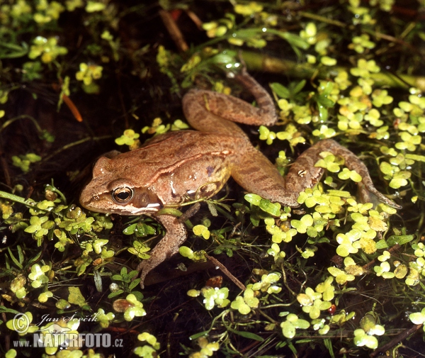 Rana rossa montana