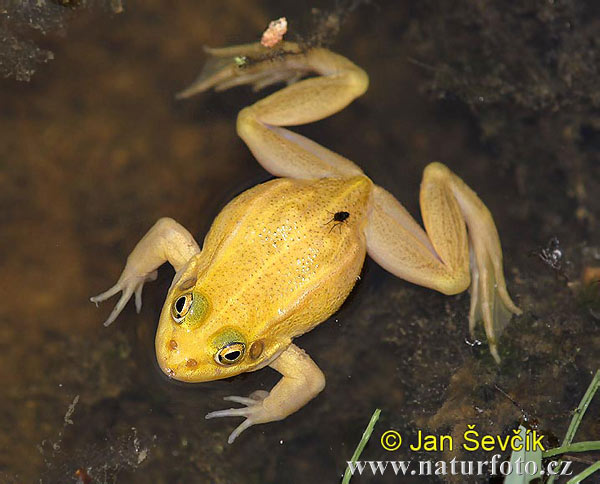 Rana verde centroeuropea