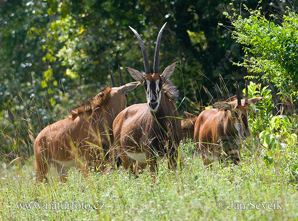 Rappenantilope