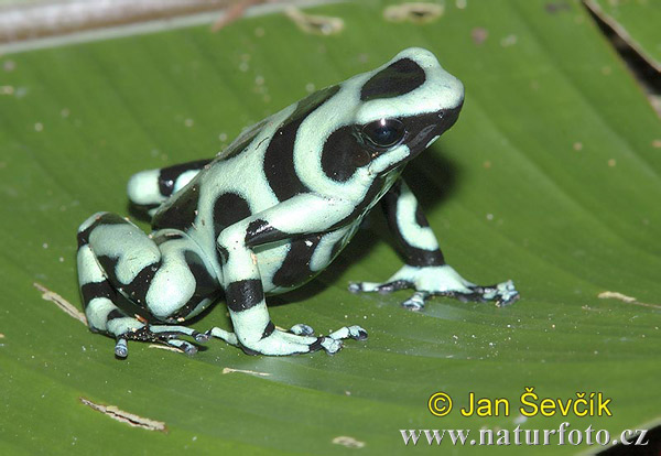 reen Poison Dart Frog Black