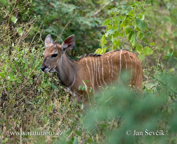 Riesen-Elenantilope