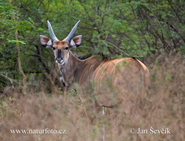 Riesen-Elenantilope