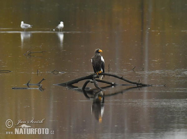 Riesenseeadler