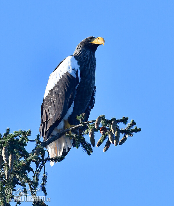 Riesenseeadler