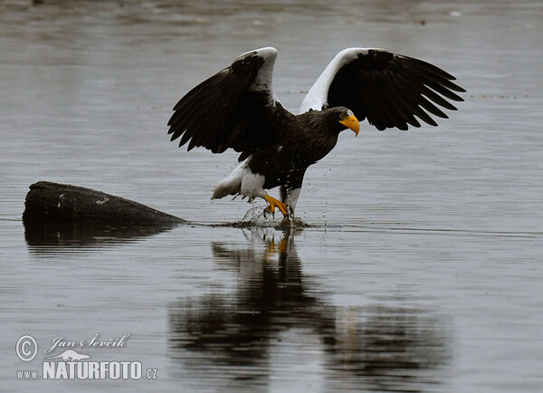 Riesenseeadler