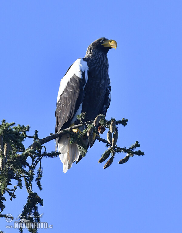 Riesenseeadler