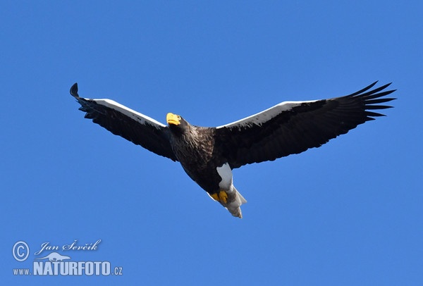 Riesenseeadler