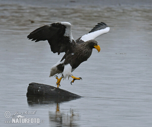 Riesenseeadler