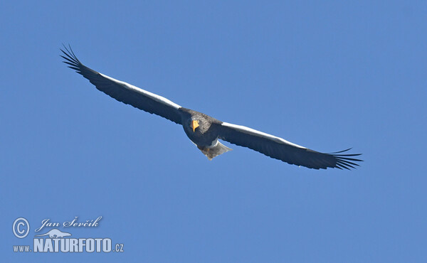 Riesenseeadler