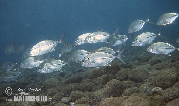 rootoog-koningvis