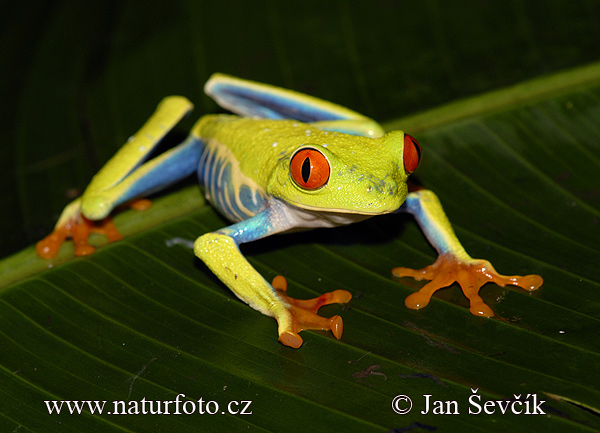 Rotaugenlaubfrosch