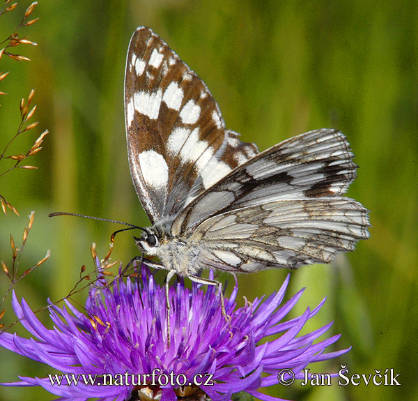 Schachbrett Schmetterling