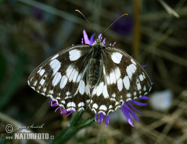 Schachbrett Schmetterling