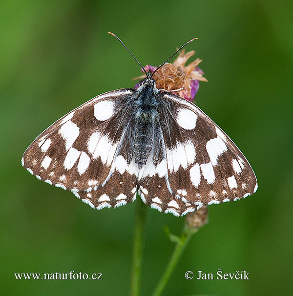 Schachbrett Schmetterling