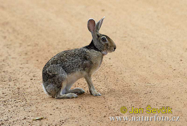 Schwarznackenhase