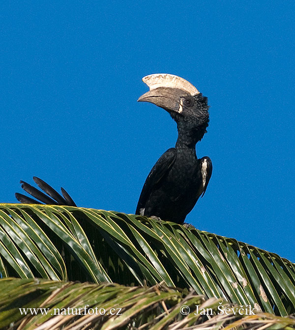 Silberwangenhornvogel