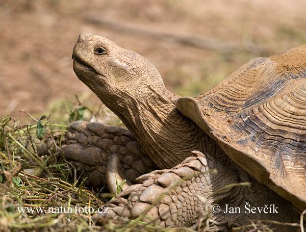 Spornschildkröte