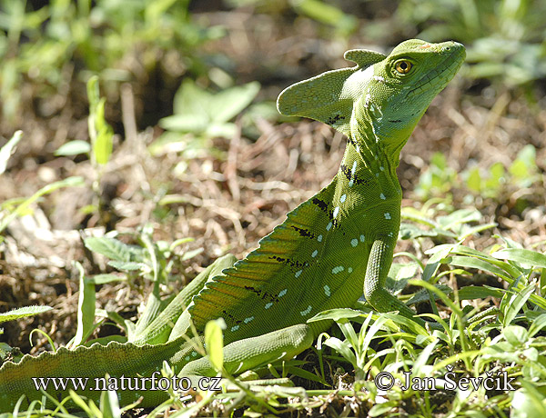 Stirnlappenbasilisk