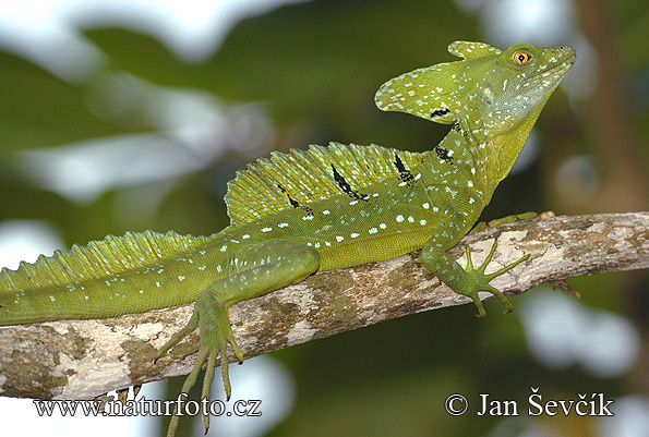 Stirnlappenbasilisk