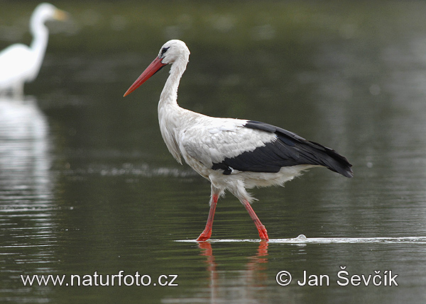 Stork