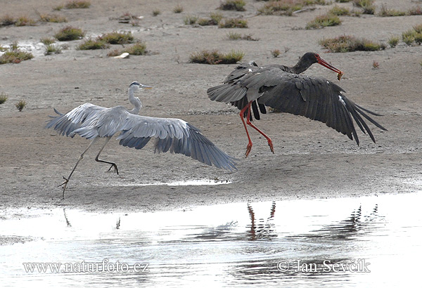 Svartstork