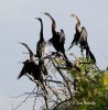 Altwelt-Schlangenhalsvogel