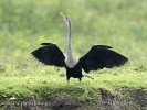 Amerikanischer Schlangenhalsvogel