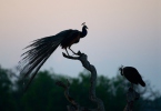 Blauer Pfau