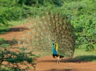 Blauer Pfau