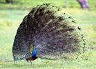 Blauer Pfau