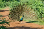 Blauer Pfau