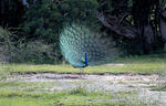 Blauer Pfau