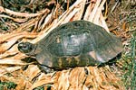 Breitrandschildkröte