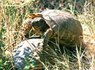 Breitrandschildkröte