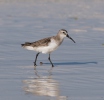 Calidris ferruginea