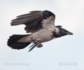 Corvus cornix