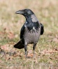 Corvus cornix