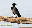 Corvus cornix