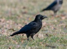 Corvus corone