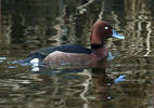 Ferruginous Duck