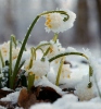 Frühlings-Knotenblume