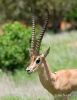 Grant-Gazelle