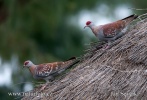 Guineataube