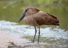 Hammerkopf Vogel