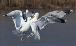 Larus cachinnans